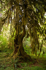 Gnarly Moss Covered Tree Sits In Open Area Of Hoh Rainforest