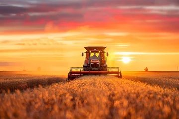 Foto op Canvas A farmer operating a tractor harvester in a soybean field during spring sunset. Concept Farming, Agriculture, Tractor, Harvest, Sunset © Anastasiia