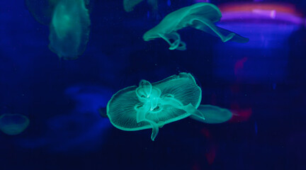 underwater photos of jellyfish aurelia aurita