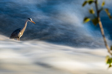 Long exposure of grey heron preying fish in the Sava river rapids in Zagreb, Croatia during golden hour - obrazy, fototapety, plakaty