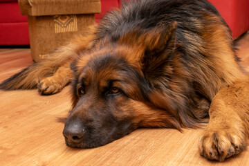 sad german shepherd dog lying at home