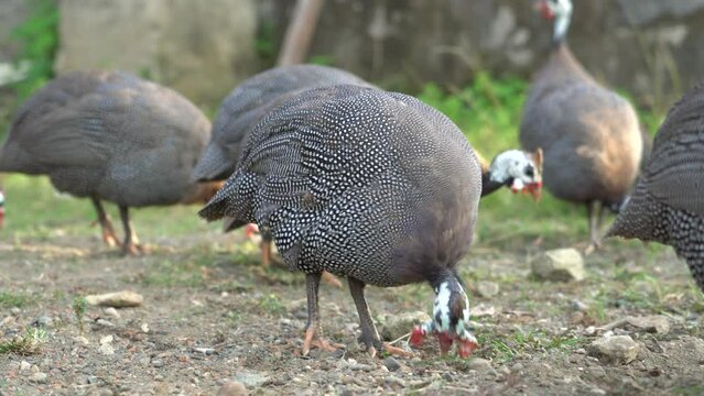Guinea fowl are a type of poultry from the Phasianidae family. The guinea fowl's native habitat is Africa. Looking for food