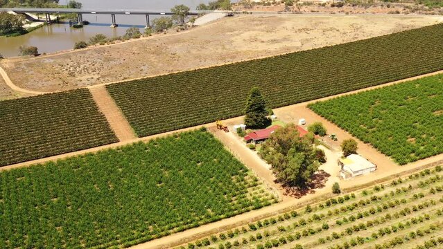 Vineyards fields of local agriculture farm on shores of Murray river in South Australia.
