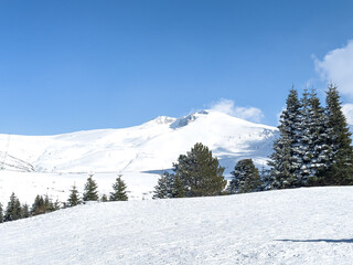 pine trees in the foreground snowy landscape from Uludag in the background