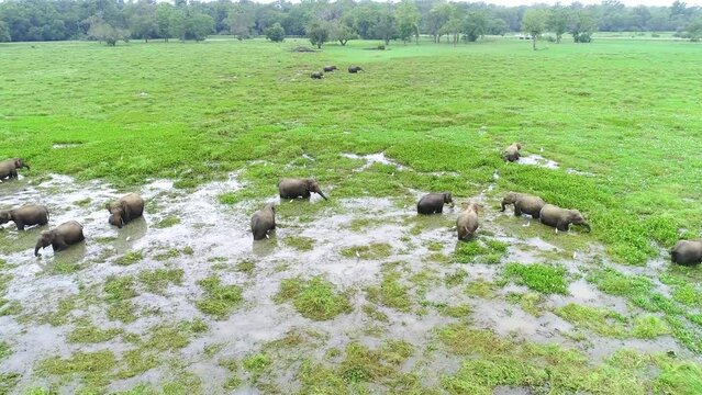 Breathtaking beauty of Sri Lanka with this stunning 4k aerial footage capturing a herd of magnificent asian elephants in their natural habitat. Film grain, noise 4k videos