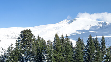 pine trees in the foreground snowy landscape from Uludag in the background