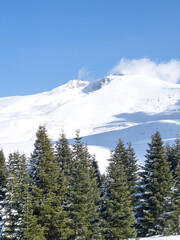 pine trees in the foreground snowy landscape from Uludag in the background