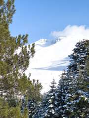 pine trees in the foreground snowy landscape from Uludag in the background