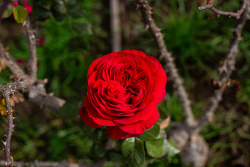 red rose in garden
