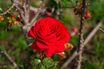red rose in the garden