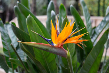 bird of paradise flower