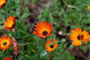 orange flowers in the garden