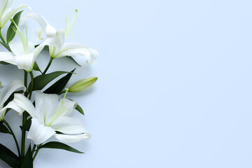 Fototapeta na wymiar Beautiful lily flowers on white background
