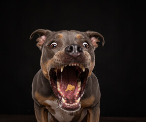 studio shot of a cute dog on an isolated background - 766631529