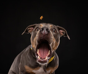 studio shot of a cute dog on an isolated background - 766631547
