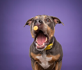 studio shot of a cute dog on an isolated background - obrazy, fototapety, plakaty