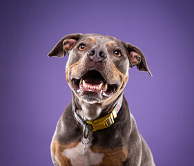 studio shot of a cute dog on an isolated background - 766631961