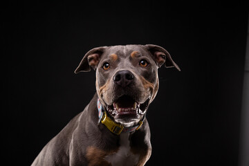 studio shot of a cute dog on an isolated background - 766632126