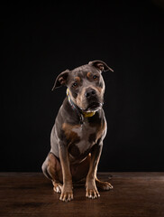 studio shot of a cute dog on an isolated background - 766632156