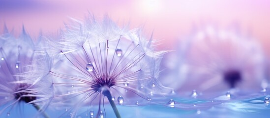 An extreme close-up image shows a dandelion with water droplets on the petals.