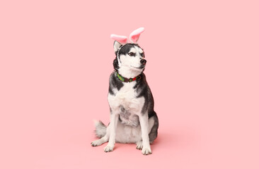 Cute Husky dog with bunny ears on pink background. Easter celebration