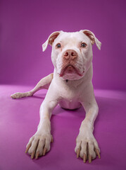 studio shot of a cute dog on an isolated background