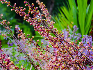 Plants in garden in Quebec, Canada