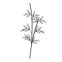 Bamboo plant with hand drawn sketch. Black and white clip art isolated on white background. bamboo tree vector illustration