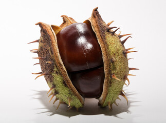 Mature horse chestnut fruits with a peel on a white background.  Aesculus, buckeye.