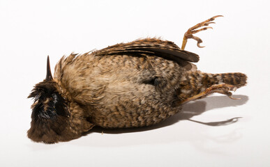 The Eurasian wren (Troglodytes) or northern wren is a very small insectivorous bird, of the wren family Troglodytidae. A dead bird on a white background.