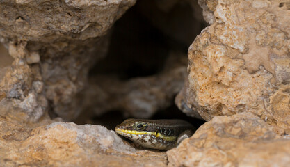 Trachylepis quinquetaeniata scharica - Five-lined mabuya, rainbow skink. Female. Fauna of the Sinai Peninsula.