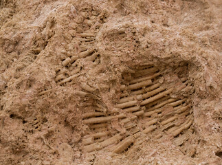 Fossil corals of the Red Sea. Ancient creatures, turned into stone. Reef corals.