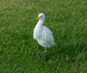 Little egret (Egretta garzetta). The white bird hunts fish in the red Sea.