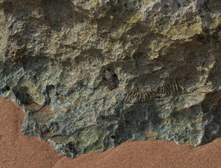 Acanthopleura haddoni, tropical species of chiton. The fauna of the Red Sea. A marine molluscs on a rock.