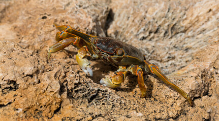 Grapsus albolineatus is a species of decapod crustacean in the family Grapsidae. Crab, on a reef rock. Fauna of the Sinai Peninsula.
