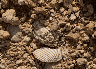Fossil corals of the Red Sea. Ancient creatures, turned into stone. Reef corals.
