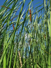 Fototapeta premium low angle view of cattails