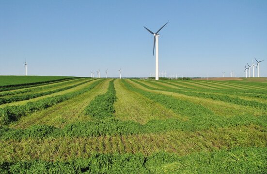 fresh cut field of alfalfa