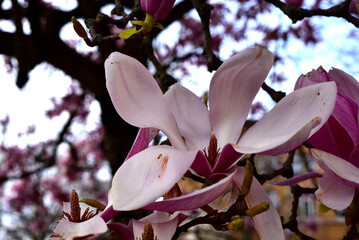 Magnolien