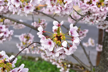 Obraz premium Japanische Zierkirsche