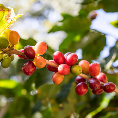 Planta de café organico frutos coloridos