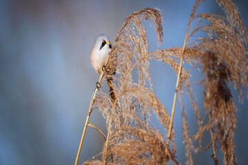 The bearded reedling - Panurus biarmicus is a small, long-tailed passerine bird found in reed beds near water. - obrazy, fototapety, plakaty