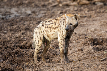 Spotted Hyena in Botswana, Africa