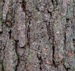 The bark of a pine tree is covered in moss and has a rough texture
