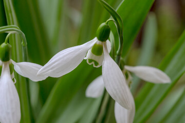 Białe wiosenne kwiaty - przebiśniegi (Galanthus nivalis). Wczesna wiosna w mieście.Piękne wiosenne drobne białe kwiaty na klombie w mieście. - obrazy, fototapety, plakaty