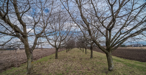 Sad czereśniowy pod koniec zimy w ostatnich dniach lutego.Drzewa owocowe rosnące w rzędach tuż przed wiosennym „przebudzeniem” z zimowego snu.  - obrazy, fototapety, plakaty