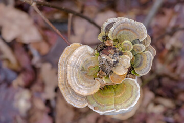Ładne i kolorowe owocniki grzybów saprofitycznych na uschniętym pniu ściętego drzewa.Grzyby rozkładające martwe drewno w lesie wczesną wiosną pod koniec lutego. - obrazy, fototapety, plakaty