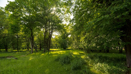 Piękny park z mnóstwem zielonych starych drzew w słoneczne majowe popołudnie.Piękna zielona...