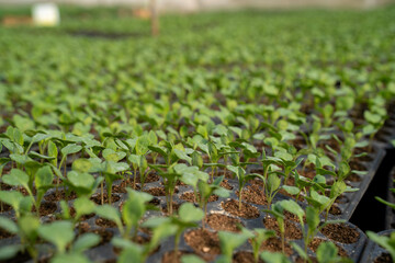 Cabbage seedlings in plastic containers, closeup greenhouse 