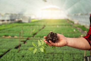 Man holding tomato seedling in green house , sun glowing in the back 